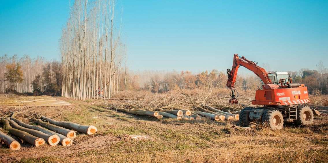 An orange logging excavator sorting cut tree trunks in a cleared field under a bright sky.