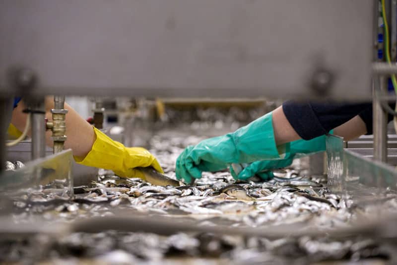Seafood processing line supporting IC-DISC implementation for export tax planning
